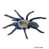 Cyriopagopus lividus Cobalt Blue Tarantula
