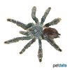 Avicularia avicularia Pink Toe Tarantula