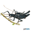 Peruphasma schultei Black Beauty Stick Insect