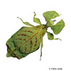 Phyllium bioculatum Gray's Leaf Insect