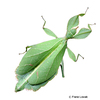 Phyllium siccifolium Linnaeus' Leaf Insect