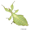 Phyllium philippinicum Leaf Insect