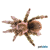 Tliltocatl albopilosus Curlyhair Tarantula