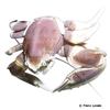 Neopetrolisthes maculatus Spotted Porcelain Crab