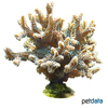 Seriatopora caliendrum Birdsnest Coral (SPS)