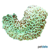 Fimbriaphyllia ancora 'Green' Anchor Coral (LPS)