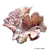 Sinularia brassica Cabbage Leather Coral