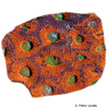 Acanthastrea spp. Acan Coral (LPS)