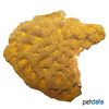 Acanthastrea echinata Acan Brain Coral (LPS)