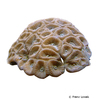 Favites paraflexuosus Larger Star Coral (LPS)