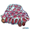 Favites sp. Larger Star Coral (LPS)