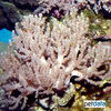 Litophyton sp. Tree Coral