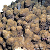 Goniopora planulata Flowerpot Coral (LPS)