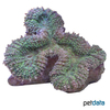 Lobophyllia robusta Lobo Brain Coral (LPS)