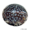 Mycetophyllia aliciae Knobby Cactus Coral (LPS)
