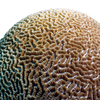 Platygyra daedalea Brain Worm Coral (LPS)