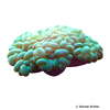 Plerogyra sinuosa Bubble Coral Neongreen (LPS)