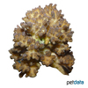 Pocillopora damicornis Cauliflower Coral (SPS)