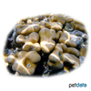 Porites sp. Plume Rock Coral (SPS)