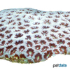 Siderastrea siderea Starlet Coral (LPS)