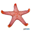 Fromia monilis Necklace Sea Star