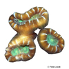 Caulastraea furcata Candy Cane Coral (LPS)