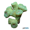 Caulastraea furcata 'Green' Trumpet Coral (LPS)