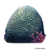 Pseudodiploria clivosa Knobby Brain Coral (LPS)