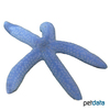 Linckia laevigata Blue Starfish