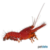 Enoplometopus occidentalis Red Reef Lobster