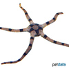 Ophiolepis superba Banded Brittle Star