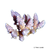 Acropora cophodactyla Staghorn Coral (SPS)