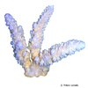 Acropora digitifera Staghorn Coral (SPS)