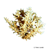 Acropora echinata Thorny Staghorn Coral (SPS)