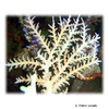 Acropora fenneri Staghorn Coral (SPS)