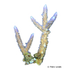 Acropora formosa Staghorn Coral (SPS)
