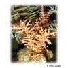 Acropora turaki Staghorn Coral (SPS)