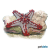 Protoreaster lincki Red-knobbed Starfish