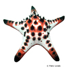 Protoreaster nodosus Chocolate Chip Sea Star