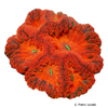 Blastomussa wellsi 'Red' Branched Cup Coral (LPS)