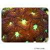 Blastomussa merleti 'Pink Orange' Branched Cup Coral (LPS)