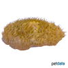 Cycloseris tenuis Mushroom Coral (LPS)