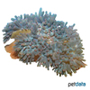 Entacmaea quadricolor Bulb Tentacle Sea Anemone