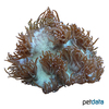 Catalaphyllia jardinei Elegance Coral (LPS)