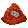 Cynarina lacrymalis Button Coral (LPS)