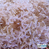 Fimbriaphyllia ancora Anchor Coral (LPS)