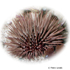 Echinometra mathaei Rock-boring Urchin