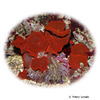 Discosoma sp. 'Red' Red Mushroom Coral