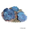 Discosoma sp. 'Blue-striped' Blue-striped Mushroom Coral