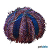 Mespilia globulus Tuxedo Urchin